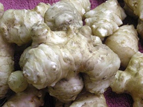 Jerusalem artichoke