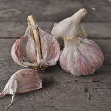 Music hardneck garlic