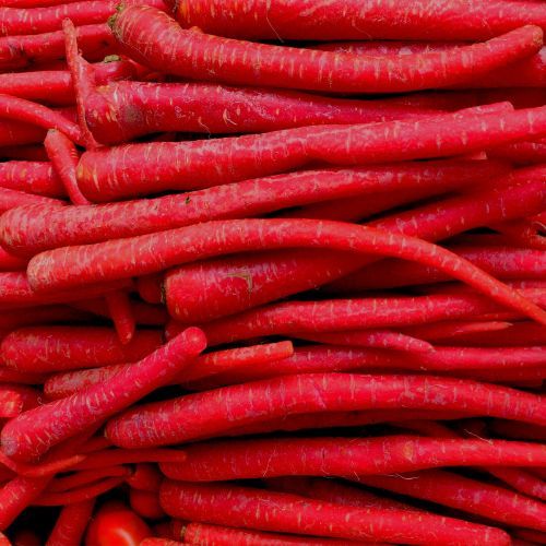 Kyoto red carrot