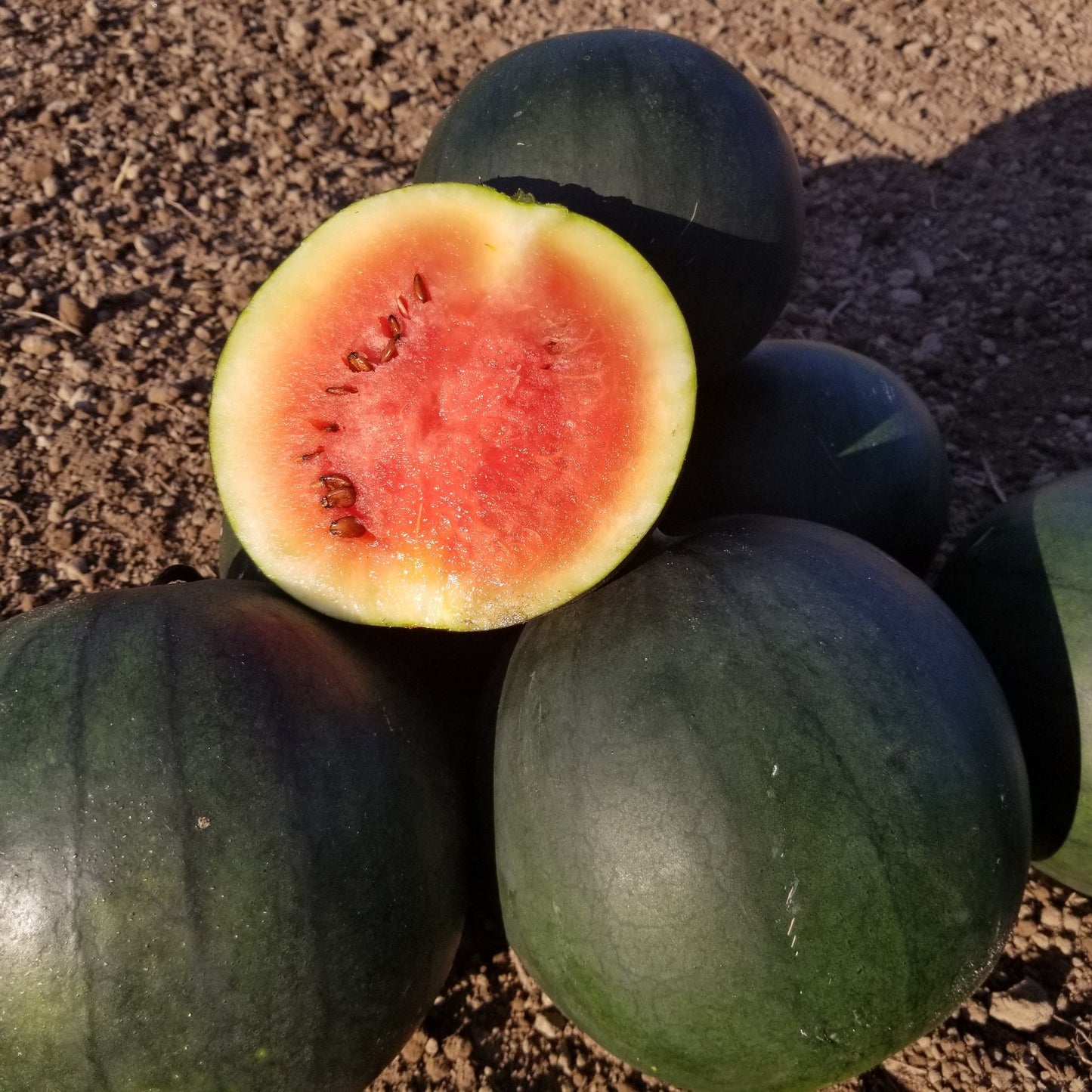 Blacktail mountain watermelon
