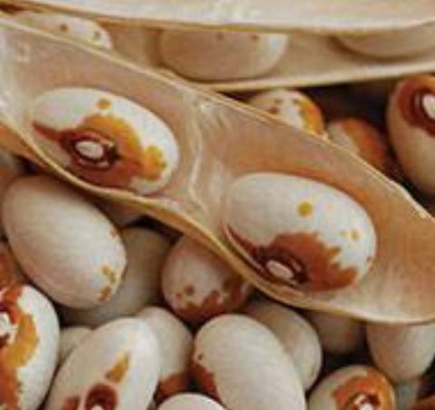 Kenearly yellow eye bean