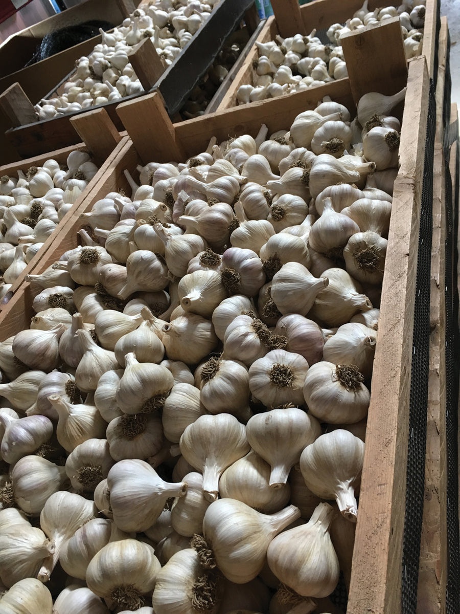 California early garlic
