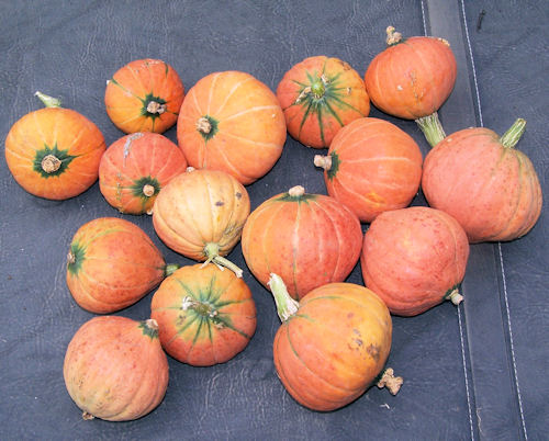 Gold Nugget Winter Squash