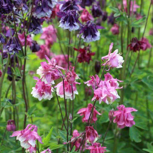 Dwarf columbine mix