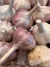 Early purple Italian