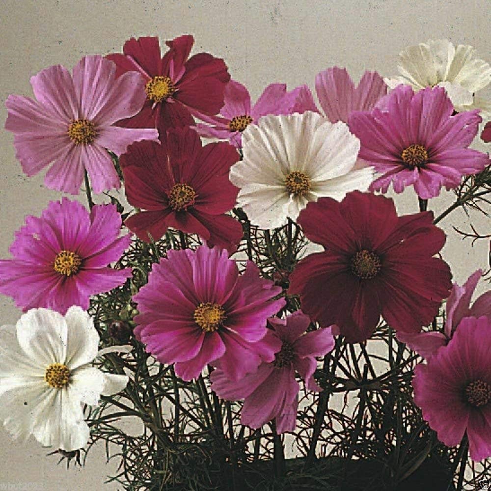 Dwarf cosmos mix