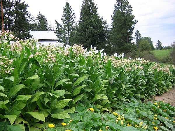 Farm Hand Seeds Costello
