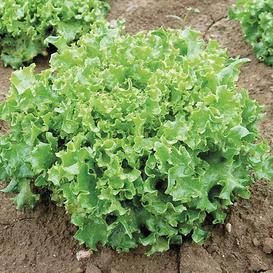 Tango lettuce