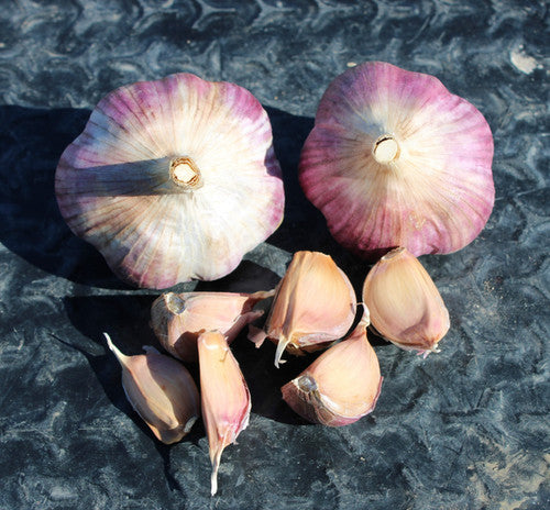 Russian red garlic