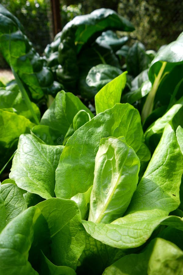 Dark green romaine