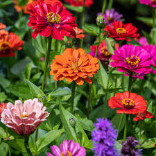 Fruity beauty zinnia mix