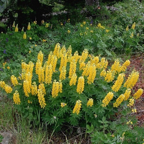Golden lupine