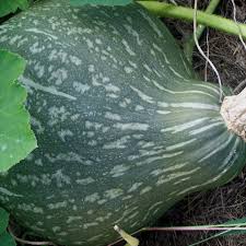 True Green Hubbard Winter Squash