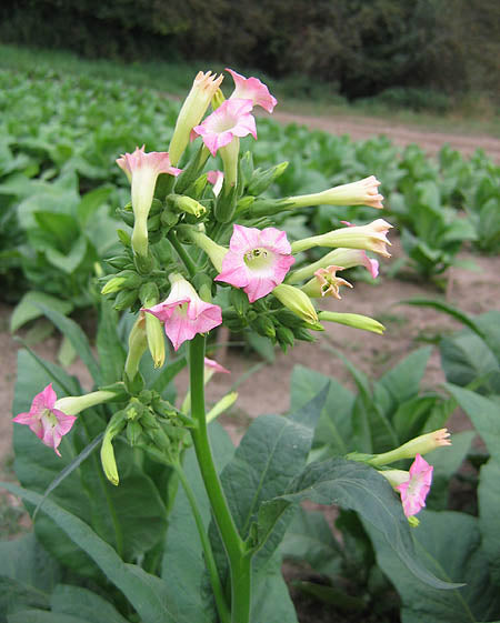 Lizard Tail Orinoco Tobacco