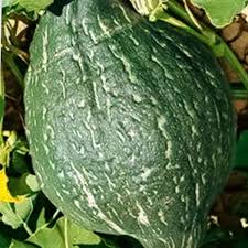 True Green Hubbard Winter Squash