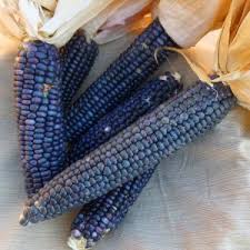 Blue Shamans popcorn seed