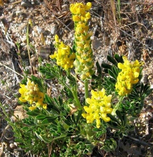 Golden lupine