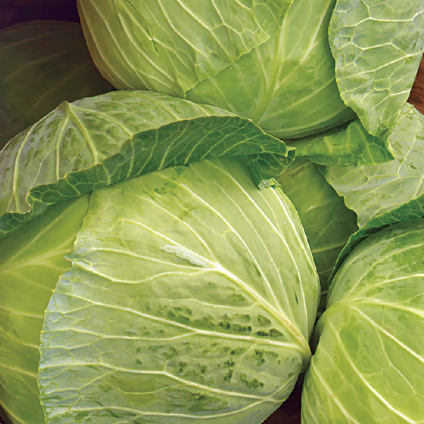 Denmark Copenhagen Cabbage