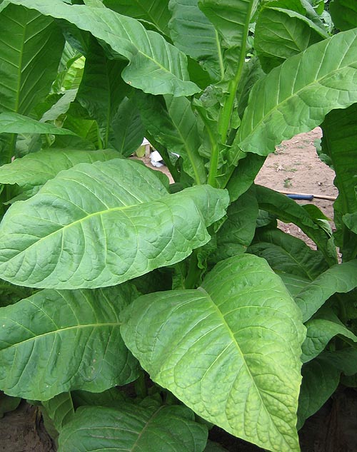 Farm Hand Seeds Dixie Bright 27