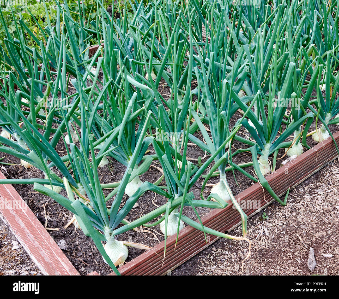 Alisa Craig giant onion plants