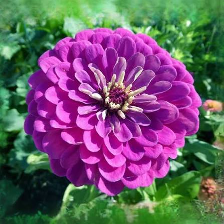 Lavender zinnia