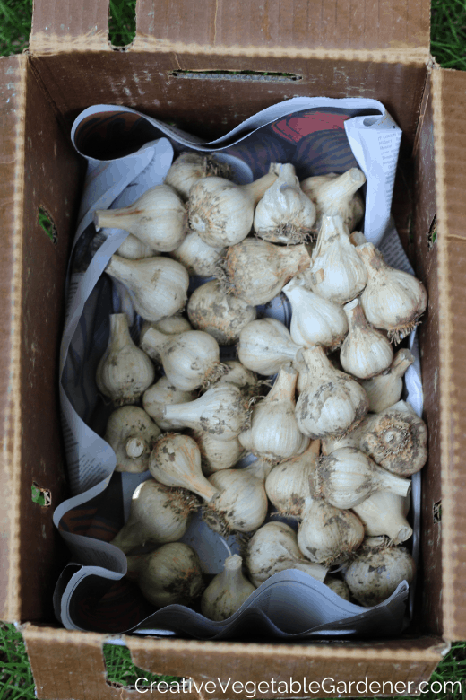 California early garlic