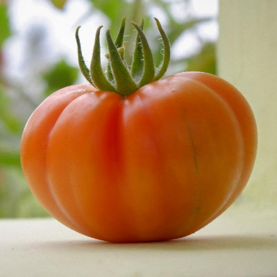 Hillbilly tomato