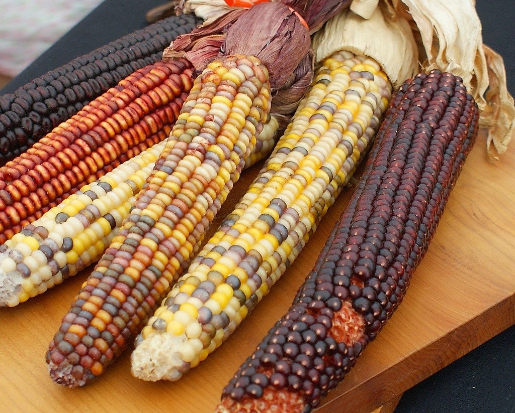 Wampum ornamental corn