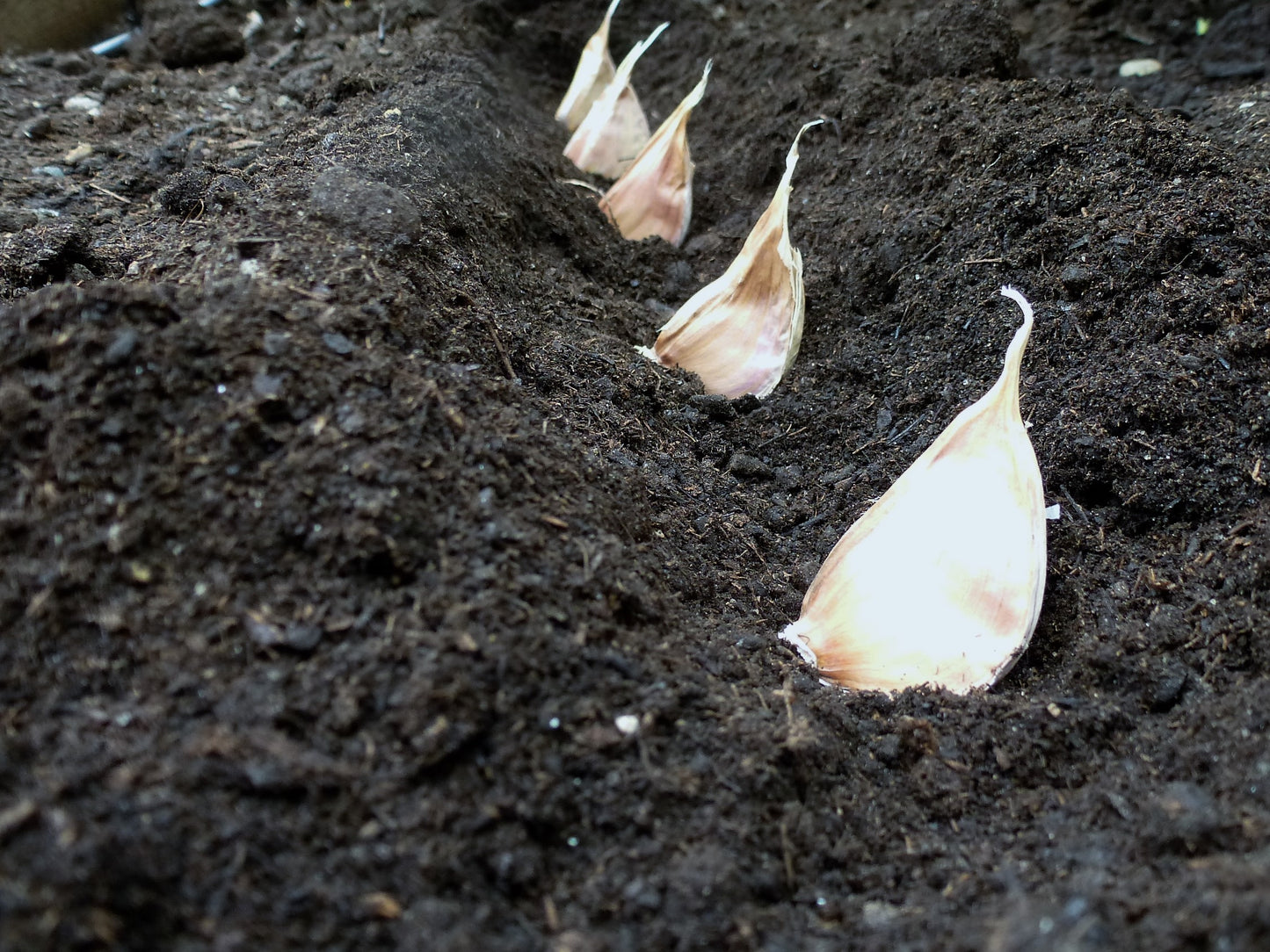 California giant garlic
