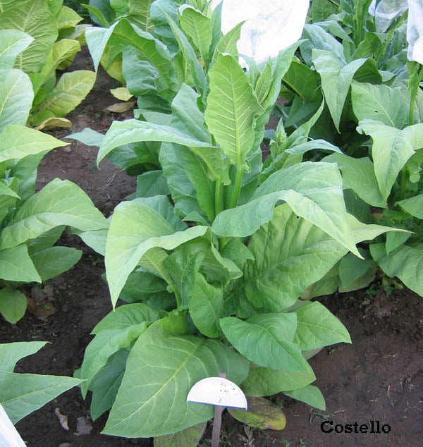 Farm Hand Seeds Costello