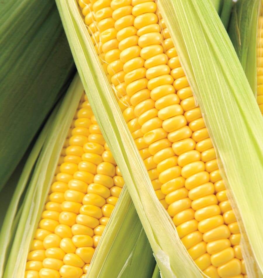 Honey select sweet corn f1