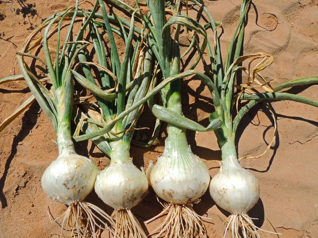 White grano short day onion