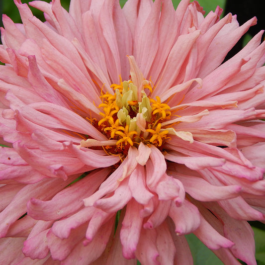 Rose giant cactus zinnia