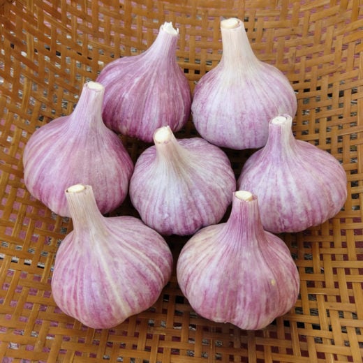 Chesnok red hardneck garlic
