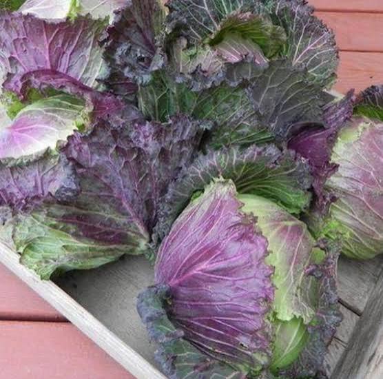Purple Savory Heirloom Cabbage
