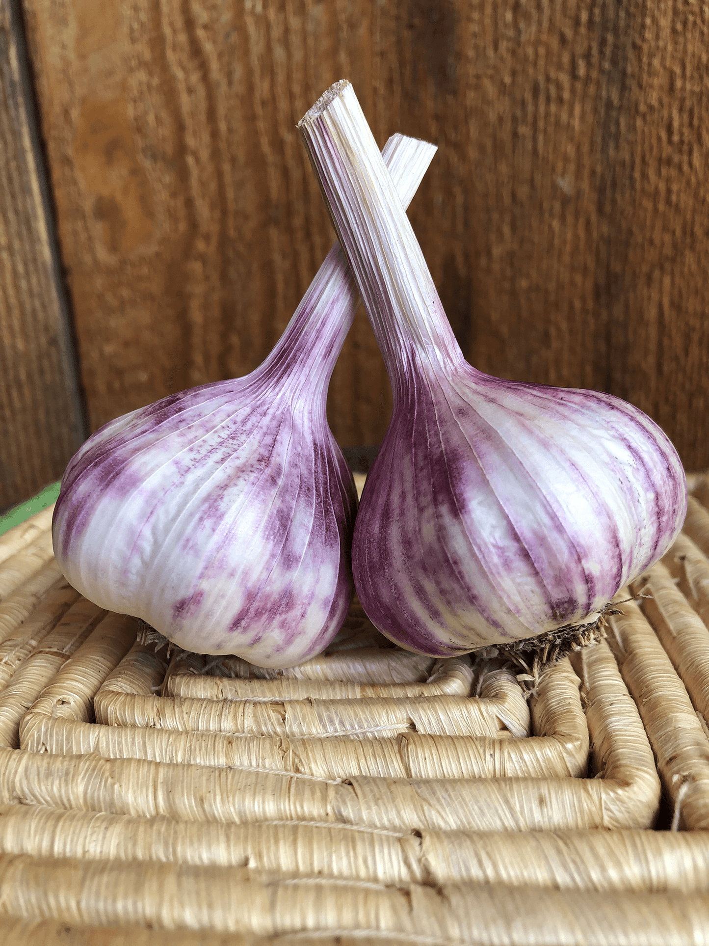 Early purple Italian