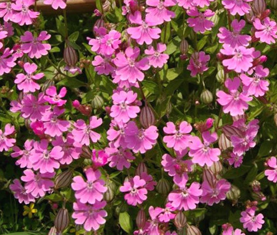 Nodding Catchfly Annual Flower