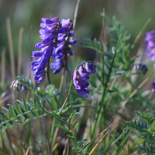 Hairy vetch