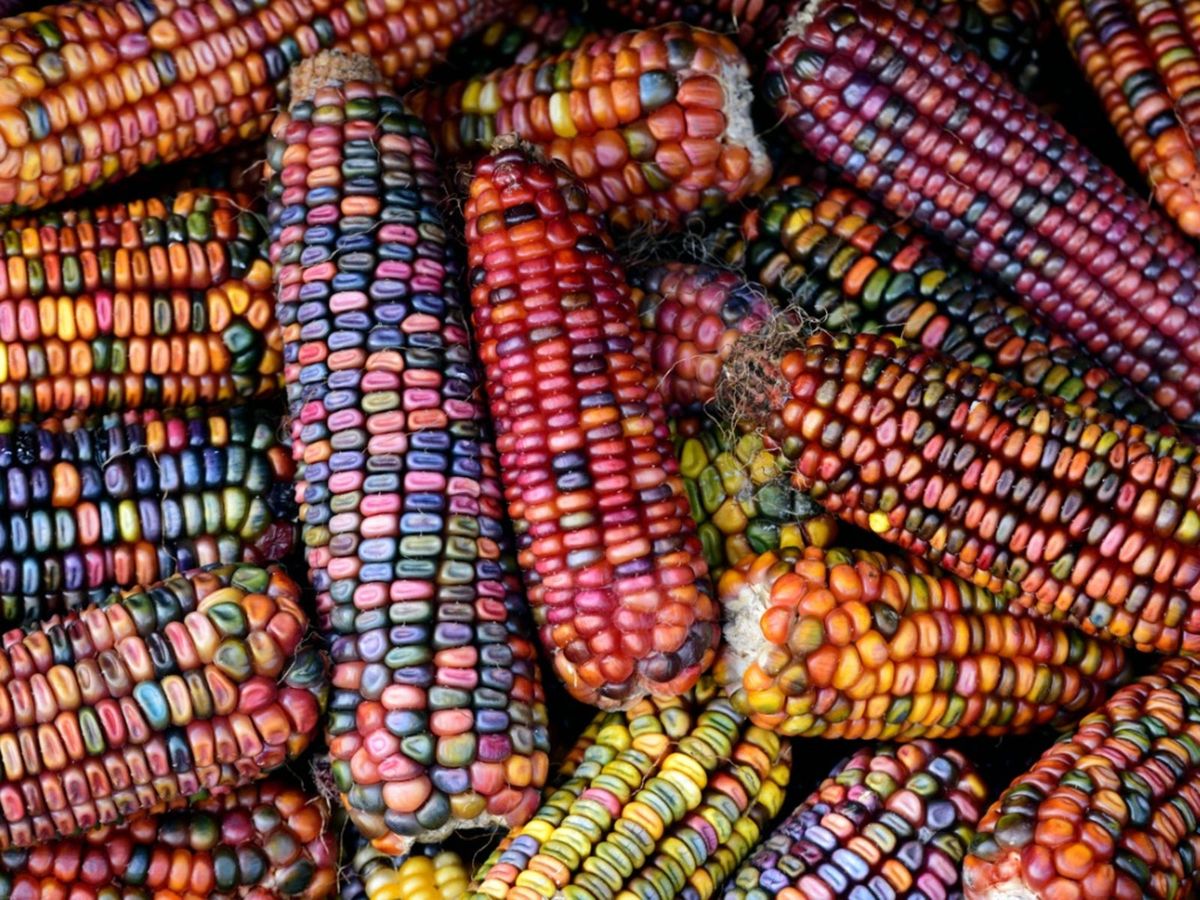 Kentucky rainbow dent corn