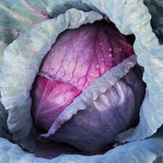 Mammoth Rock Cabbage