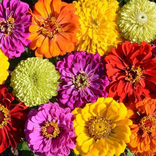 Under the sea zinnia mix