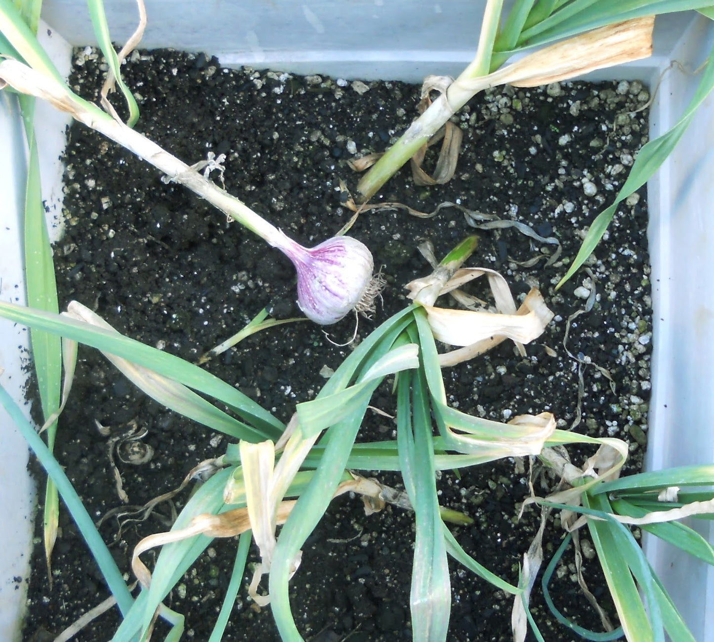 Thai purple garlic