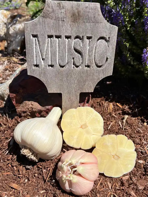 Music hardneck garlic