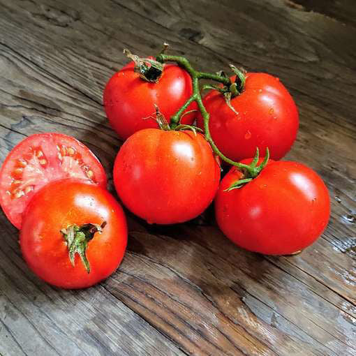 Stupice tomato extra early