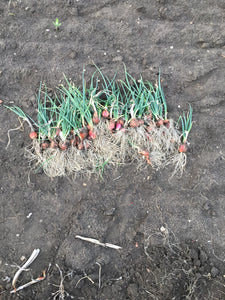 Egyptian walking onion