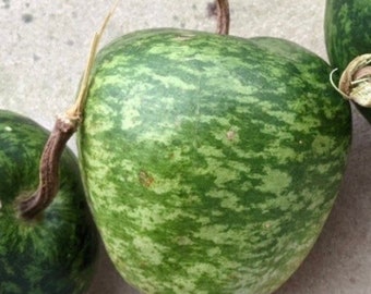 Small apple gourd