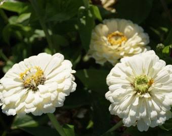 Polar bear white zinnia