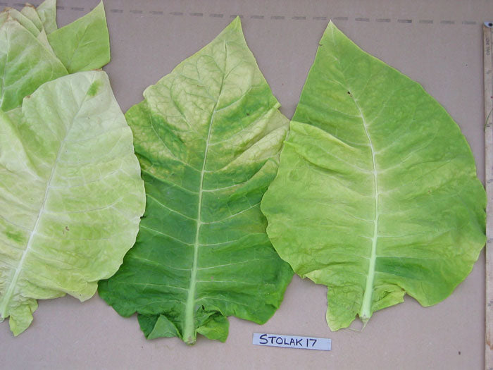 Stolac 17 Tobacco