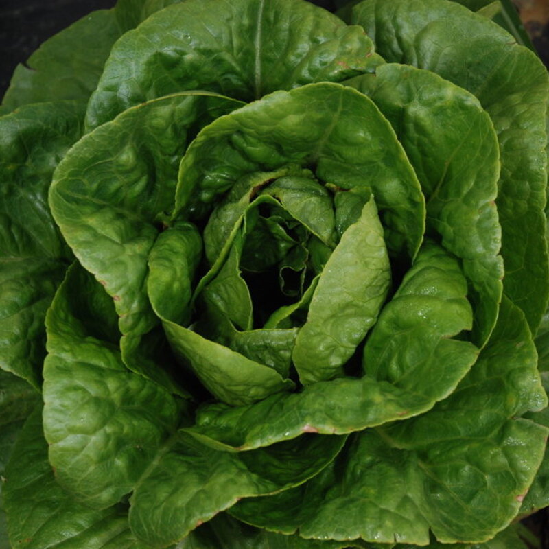 Dark green romaine