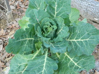 Champion collards